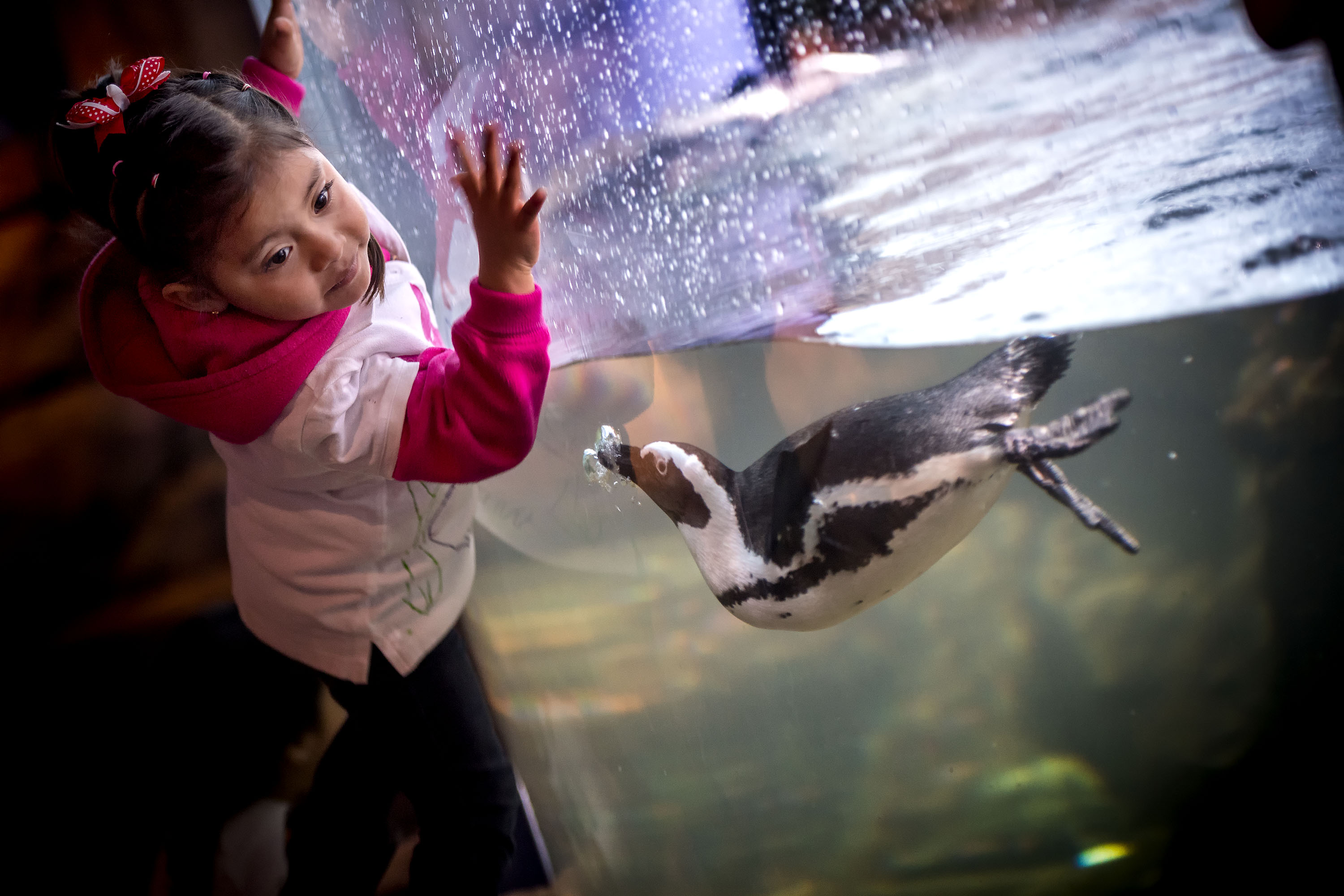 Young visitor with a pink shirt and their hands on the exhibit window watching a penguin swim by