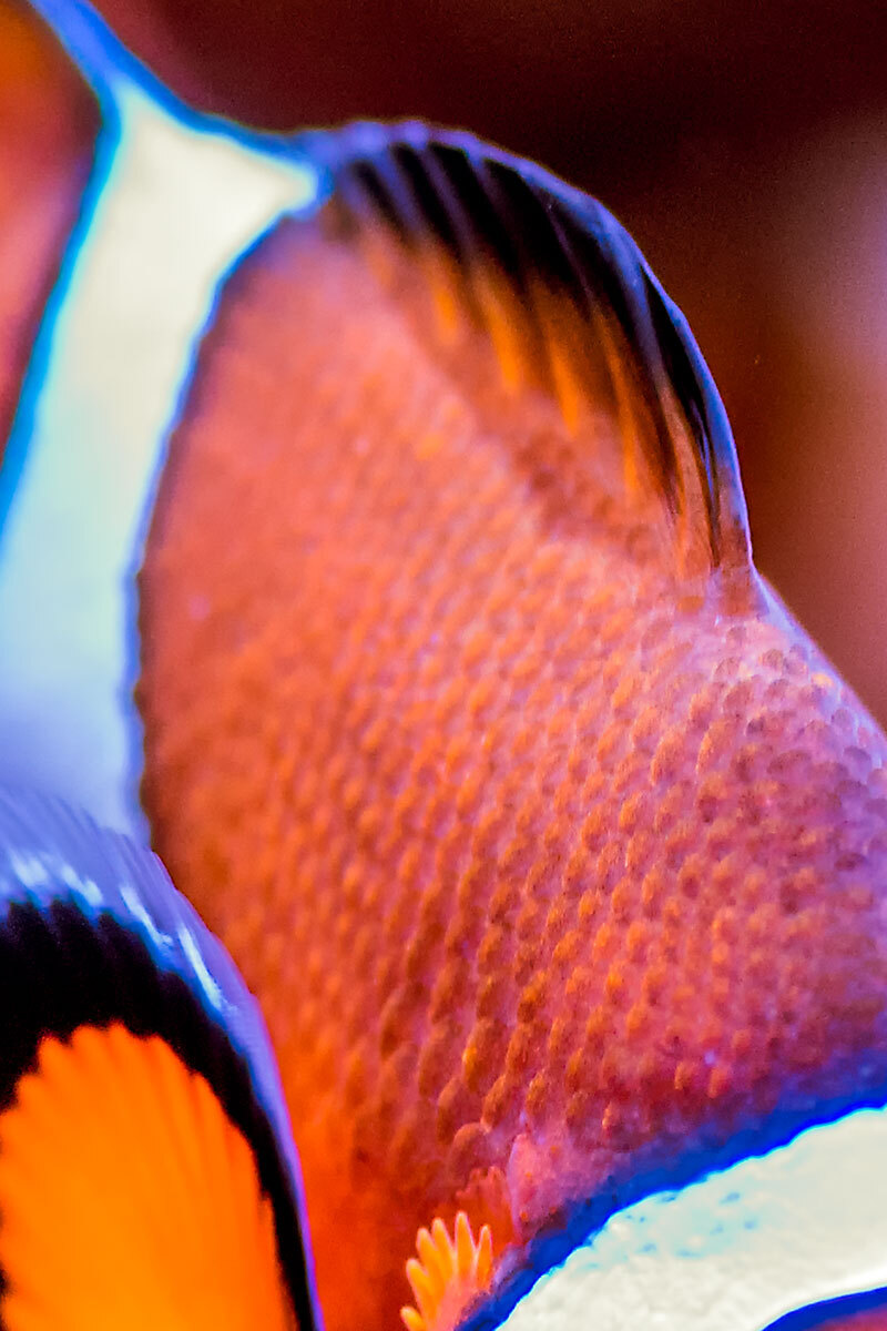Macro view of the dorsal fins of a clownfish