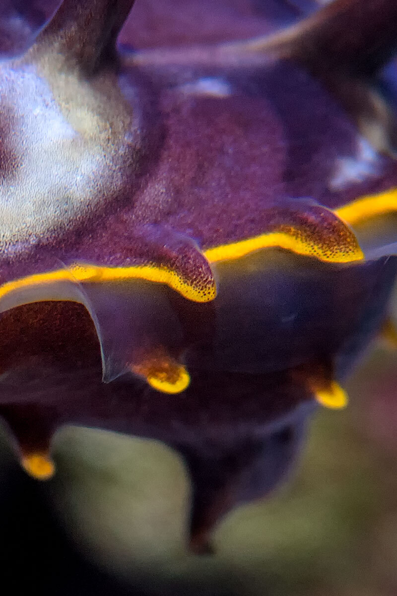 Macro view of the flaps on the side of its body