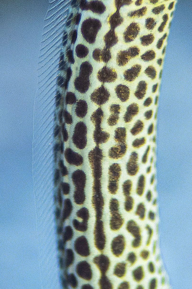 Macro view of the many spots on a spotted garden eel