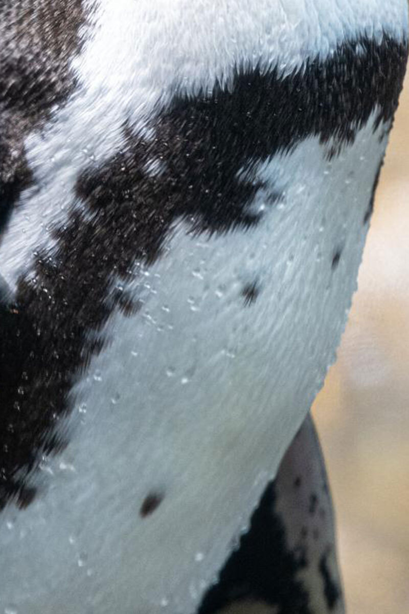Macro view of black spots on a penguin torso