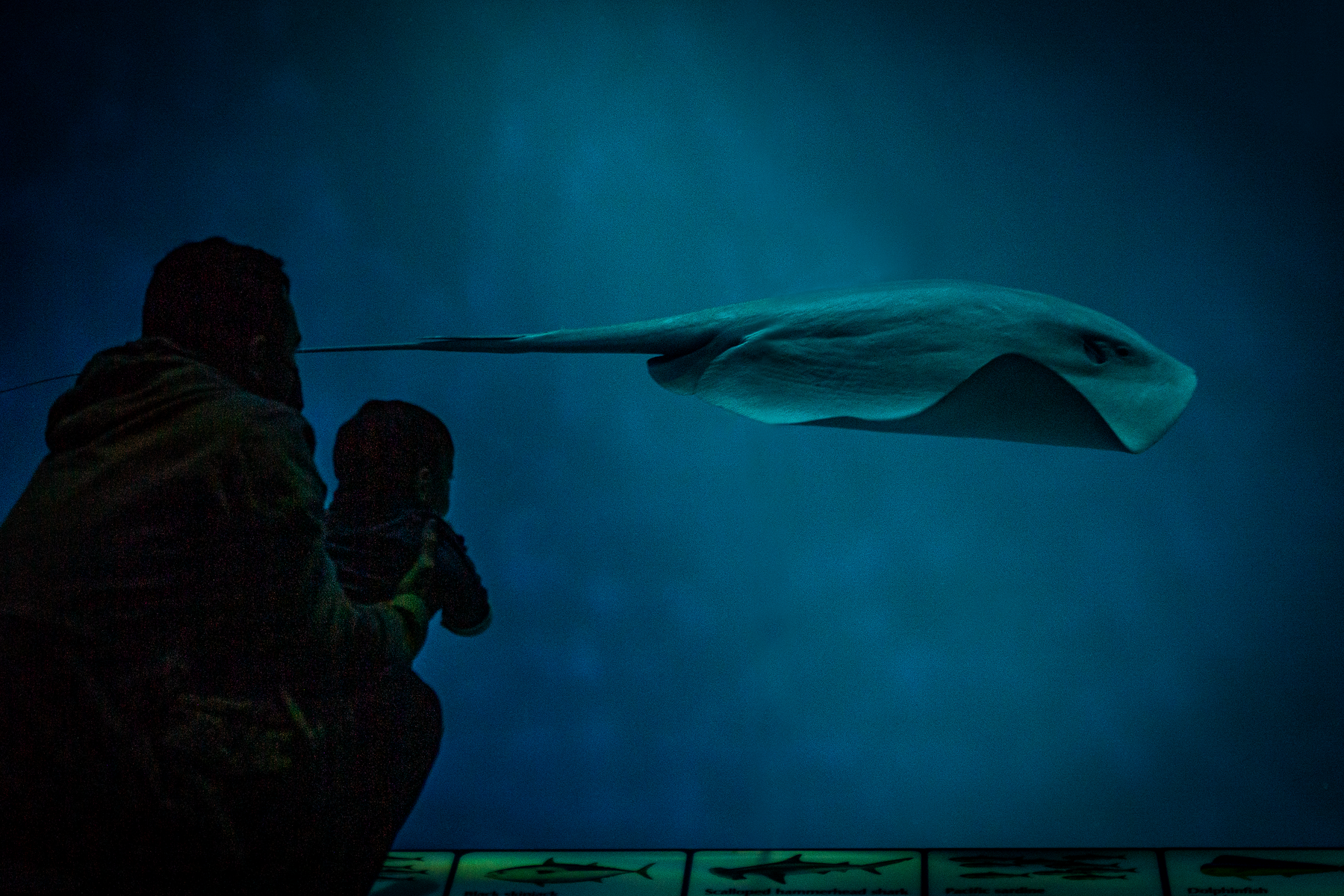 Silhouette of adult holding young child while watching a large stingray glide past the Aquarium exhibit window
