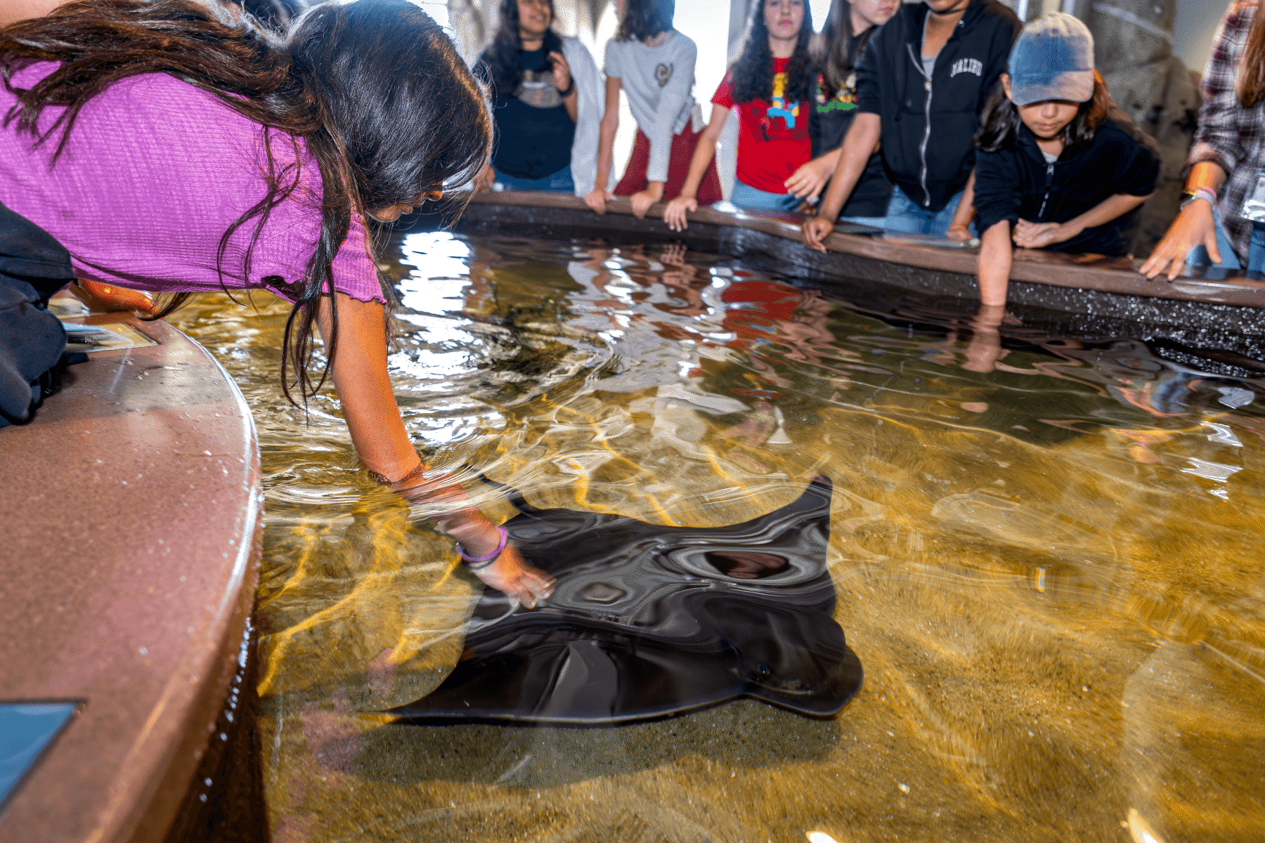 Student reaching into a touch exhibit to pet a ray while a group of students looks on at the Aquarium