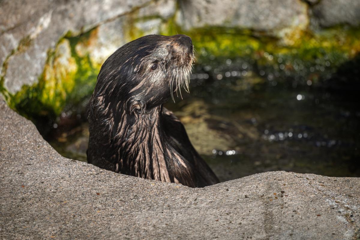 Sea otter Suri holding a piece of food to its mouth with both paws in a close-up portrait