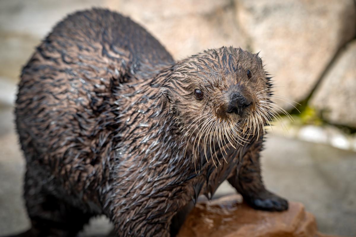 Close-up of a sea otter's face looking upward toward the camera, whiskers fanned out
