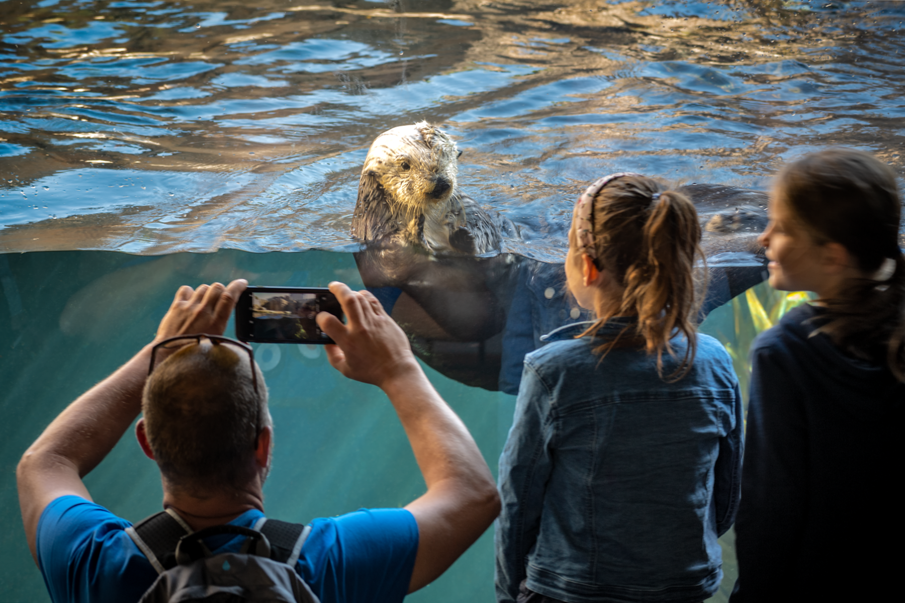 A view from behind one adult and two young visitors looking into the sea otter exhibit, where an otter swims with its head above the water, looking back at them