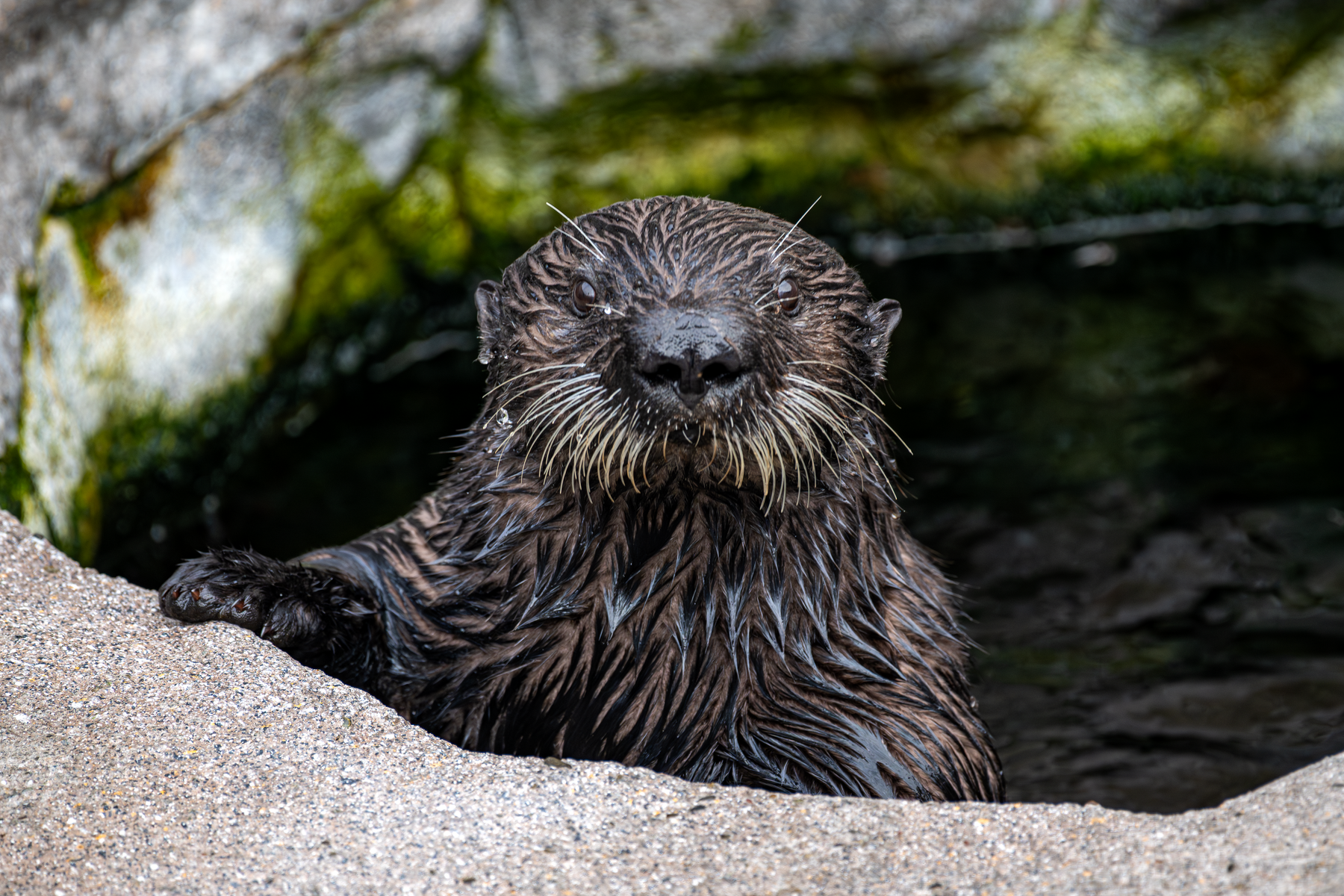 Close-up of sea otter Opal peering over a rock ledge from the water, whiskers prominent