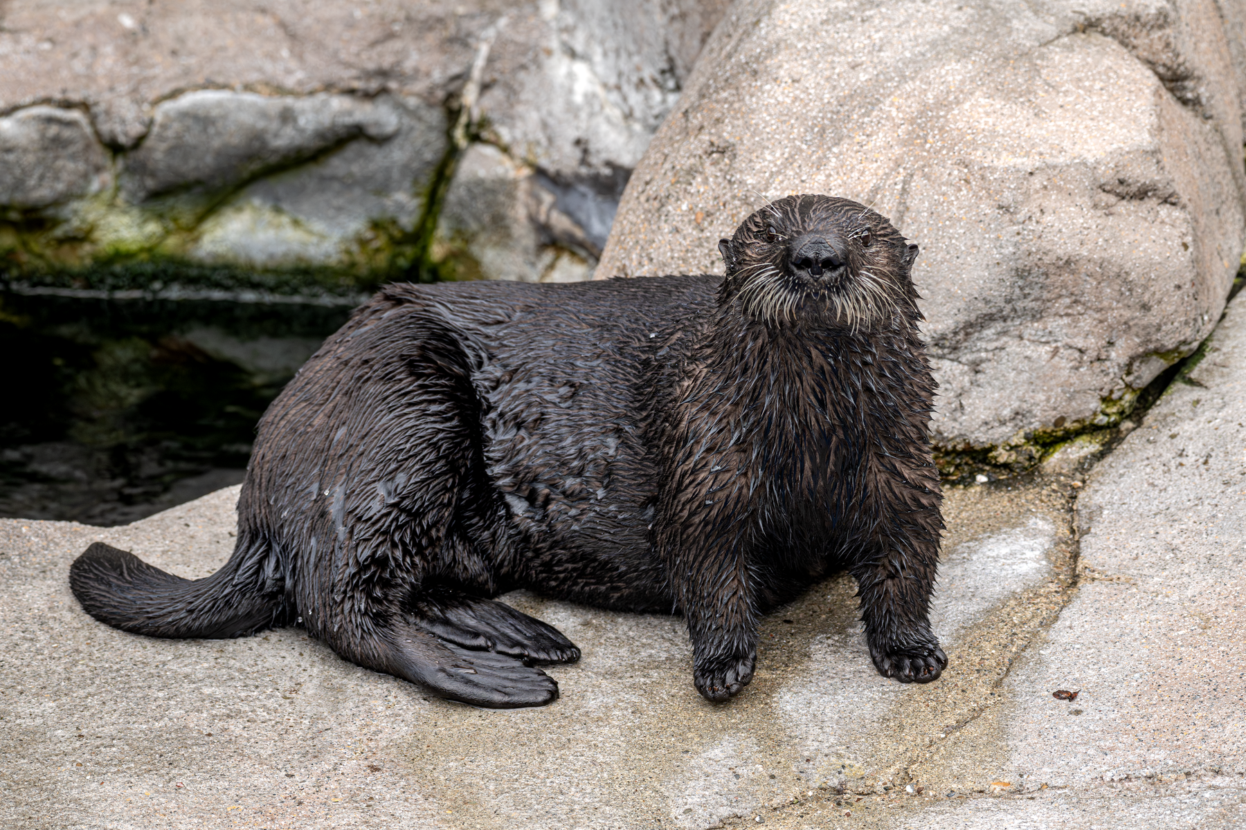 Sea otter Opal resting on a rocky surface next to the water, looking directly at the camera