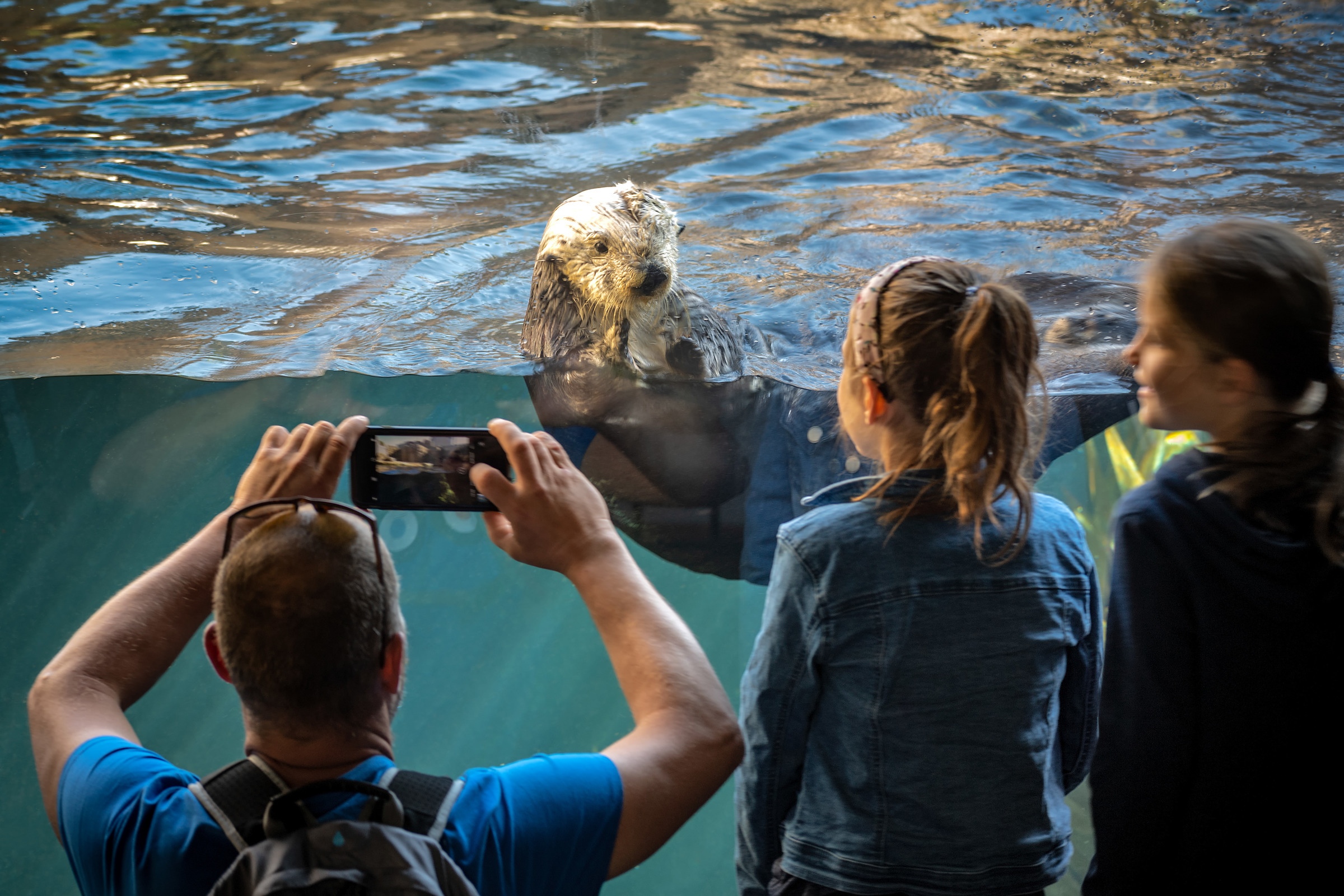 A group of visitors taking a photo of a sea otter on exhibit