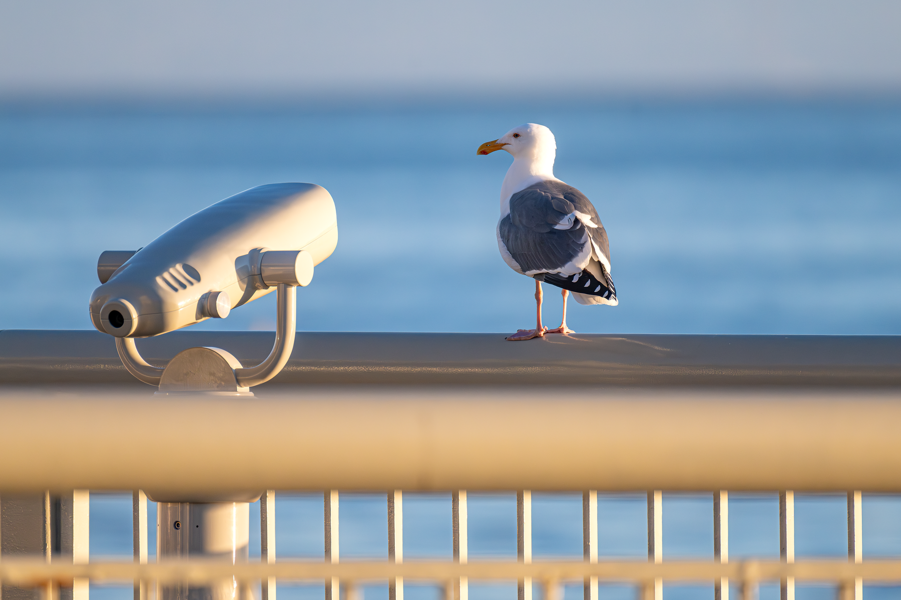 A seagull sits on the railing on the back deck of the Monterey Bay Aquarium next to a telescope.