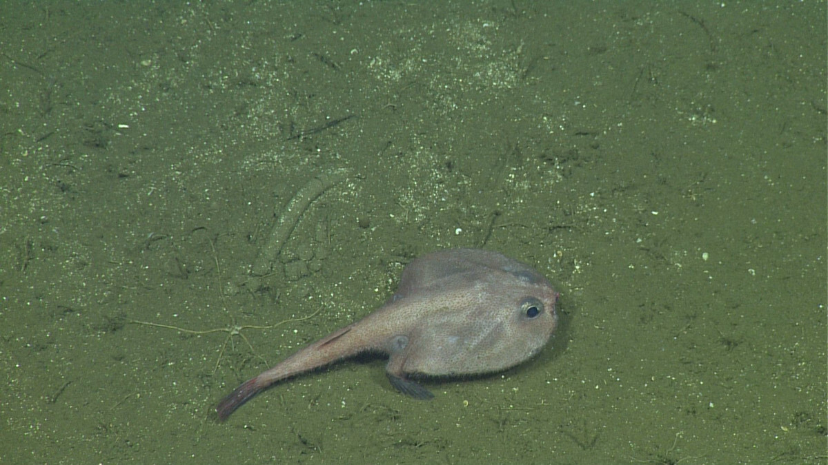 Overhead view of a batfish using its pectoral fins to "walk" along the seafloor.
