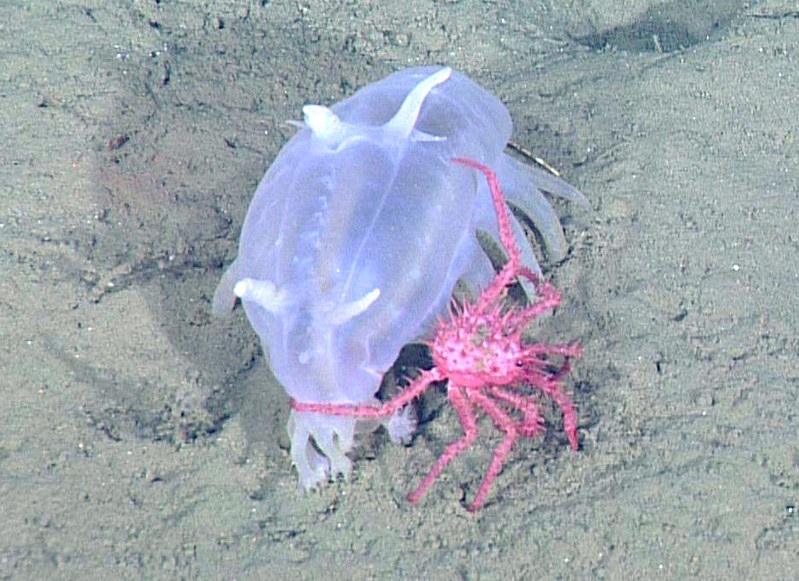 Sea pig eating and a crab