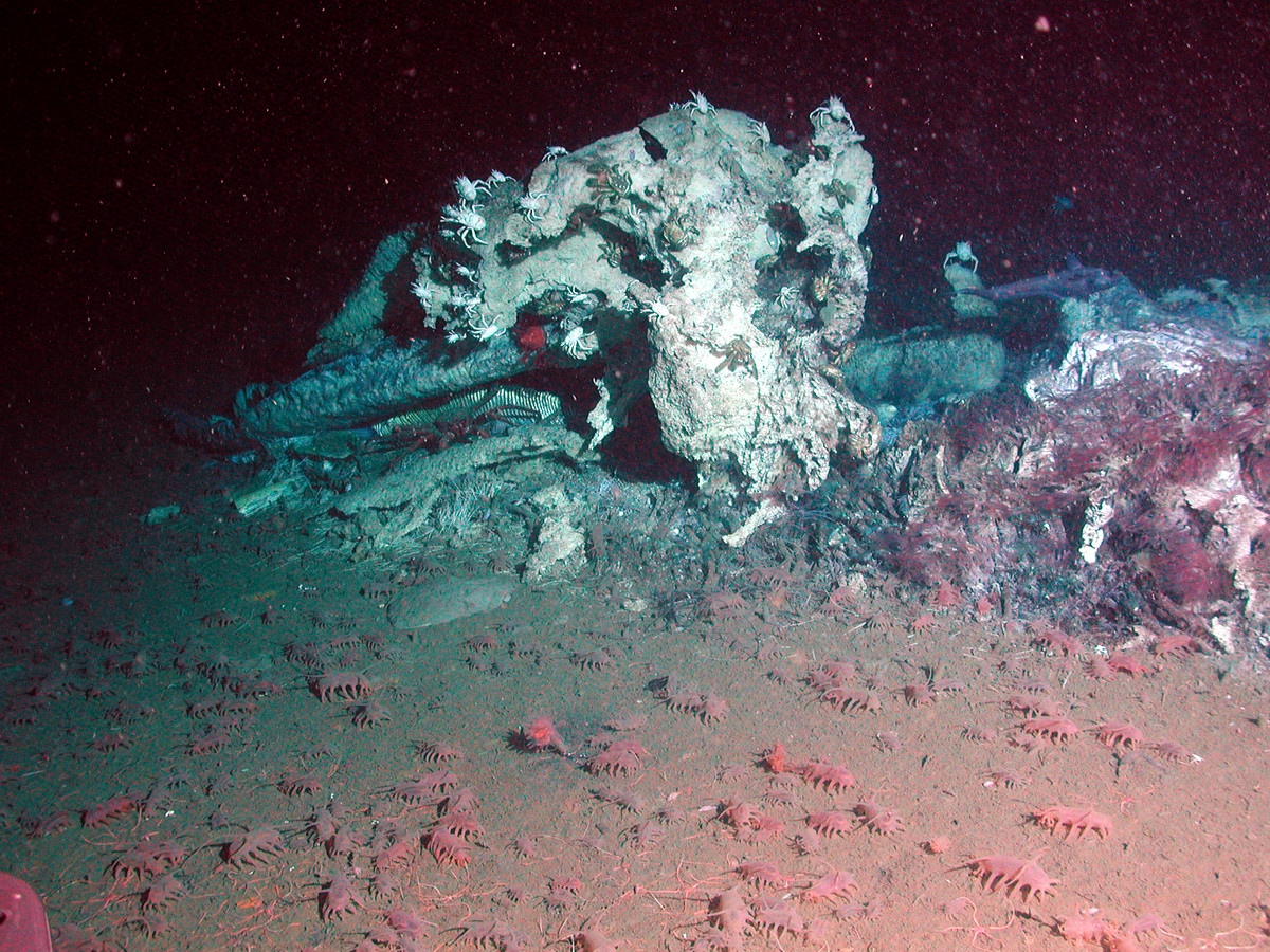 Sea pigs swarm the scull of a fallen whale