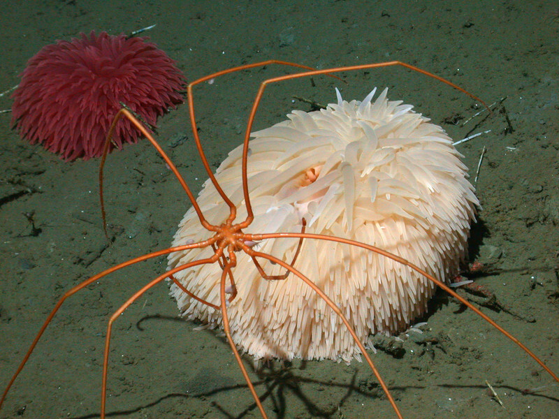 Sea spider on a pink pom pom anemone