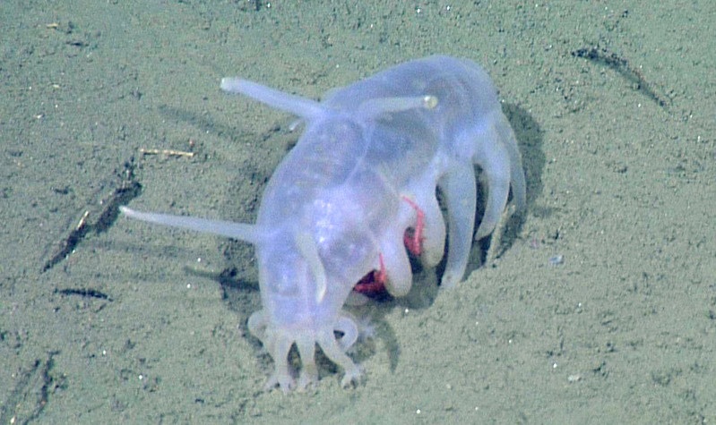 Sea pig on top of a crab
