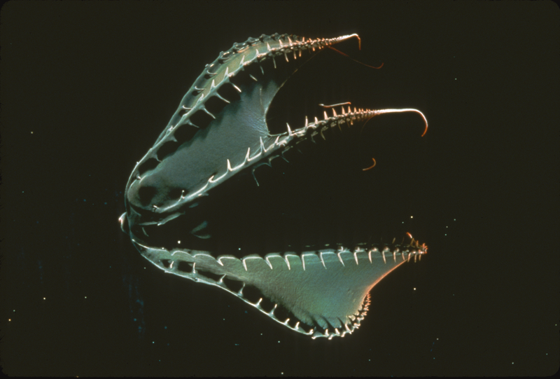Vampire with its arms up and over its body