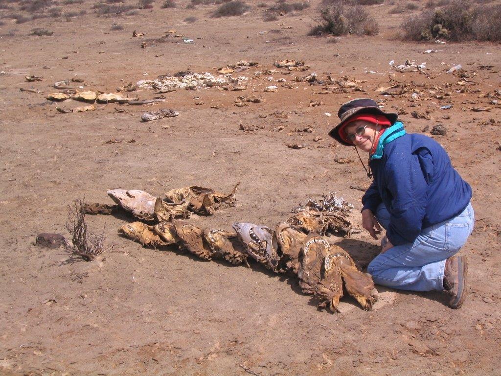 Woman kneeling on dirt next to a dozen mummified shark skulls laying in a row