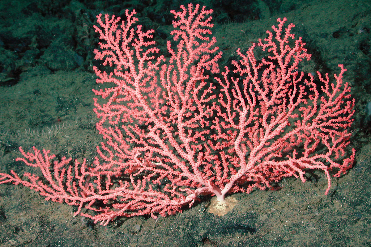 A bubblegum coral on the deep seafloor.