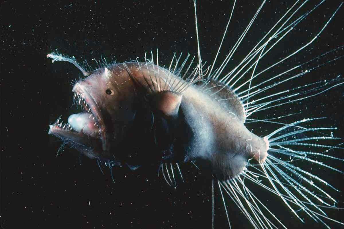 A beige colored fanfish anglerfish against a dark background has many projections from its fins and sharp teeth
