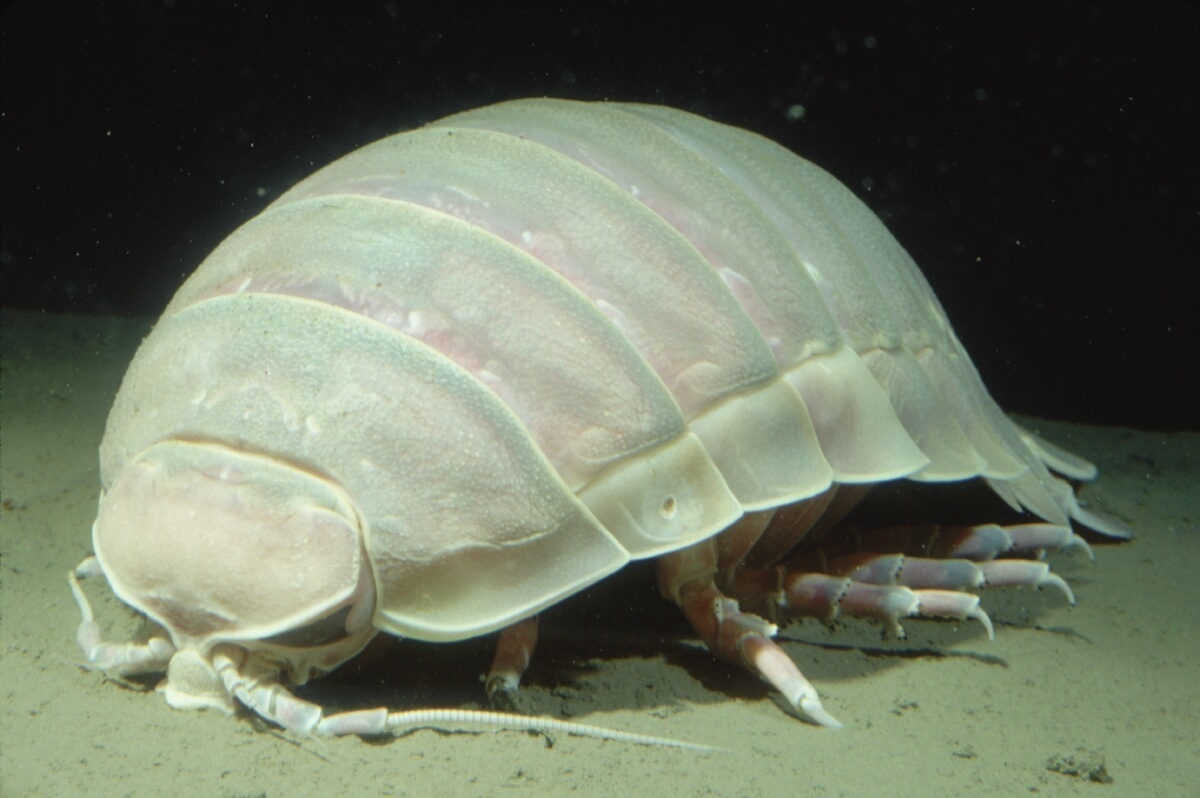 Giant isopod