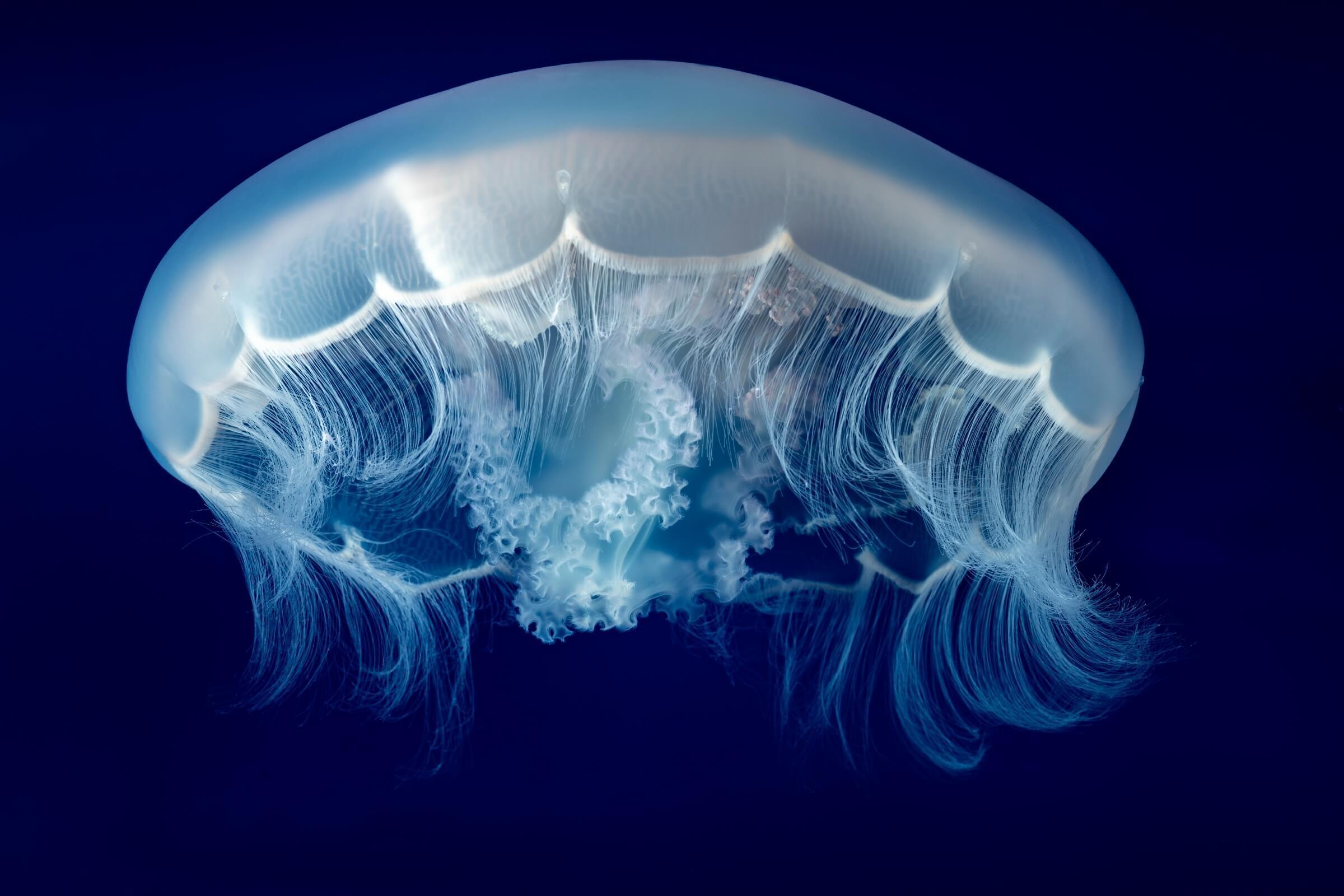 A side view of a white and translucent moon jelly against a dark blue background