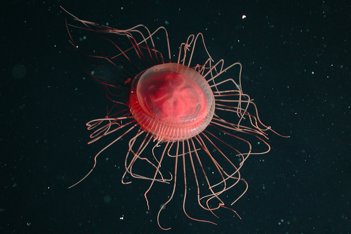 A red crown jelly in the depp sea