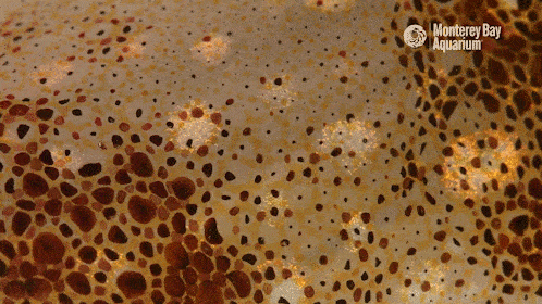 Close-up of squid skin showing chromatophores expanding and contracting in brown and orange patterns