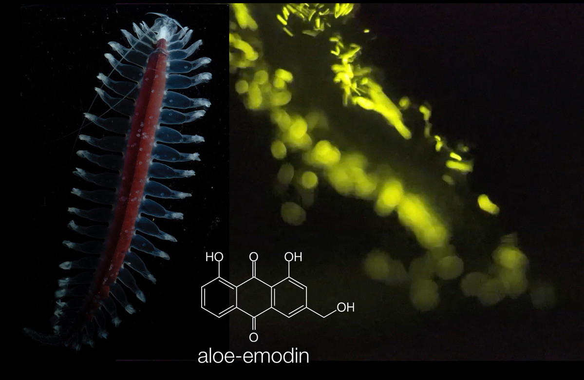 Composite of dancing bristle worm with yellow bioluminescent fluid cloud and aloe emodin chemical structure