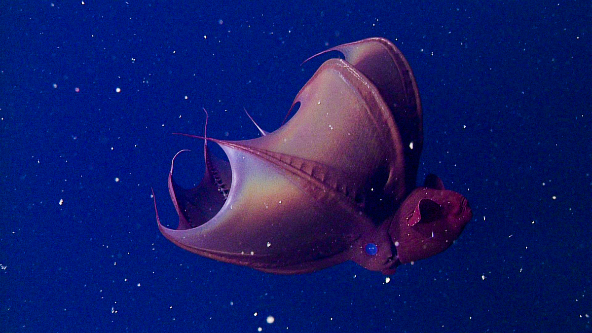 Side view of a vampire squid with inverted webbed arms