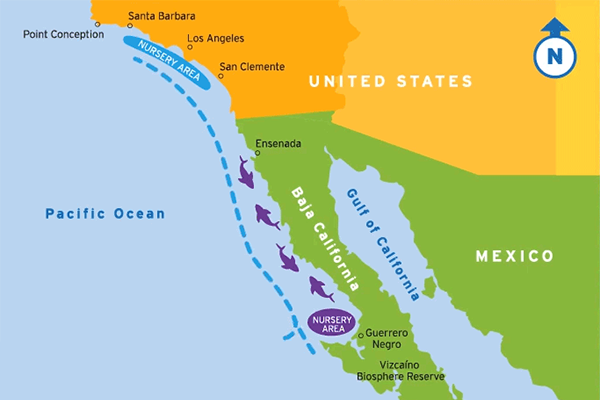 Color coded map of the US and Mexico showing shark migration and a nursery area off the coast of Baja California
