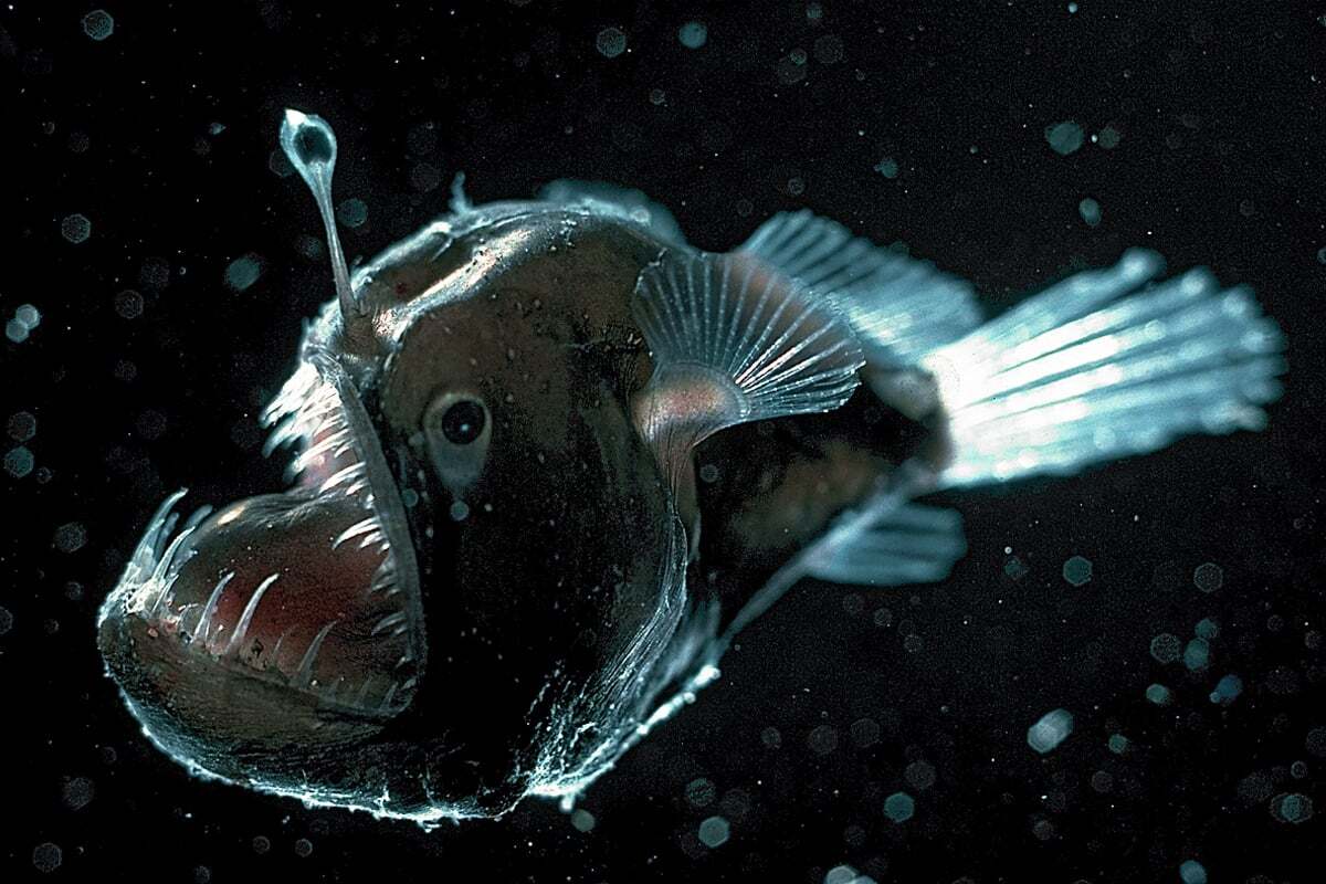 Close-up of a deep-sea anglerfish with a glowing lure extending from its head and a large, tooth-filled mouth