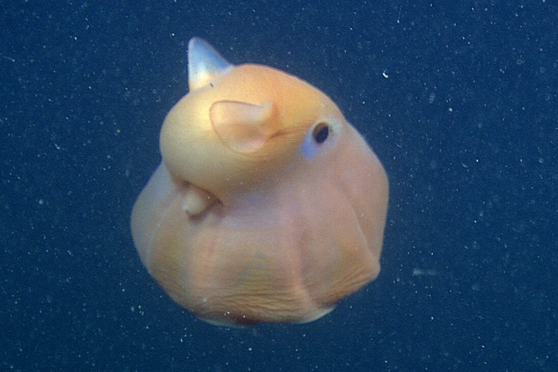 A flapjack octopus swimming in dark waters
