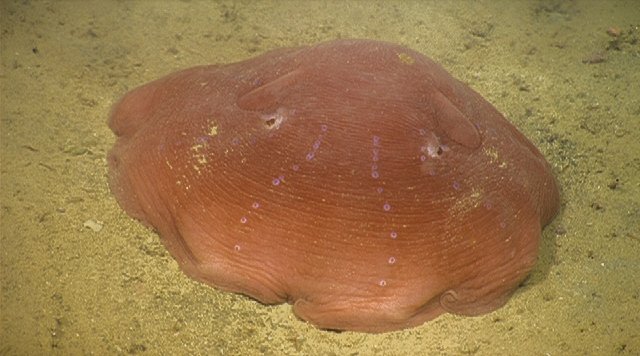 A flapjack octopus flattens out its body against the seafloor.