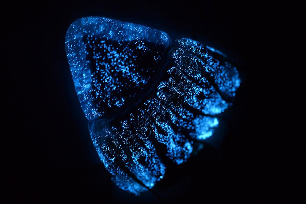 A helmet jelly glowing blue and cone-shaped floating in dark water