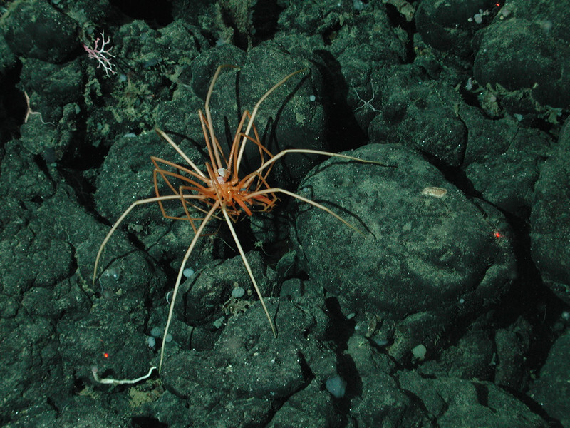 Sea spider crawling on rock