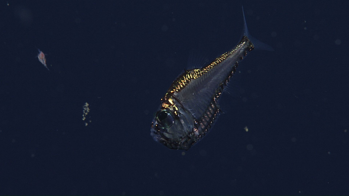 Hatchetfish with iridescent silver scales and large eyes photographed against deep black ocean water