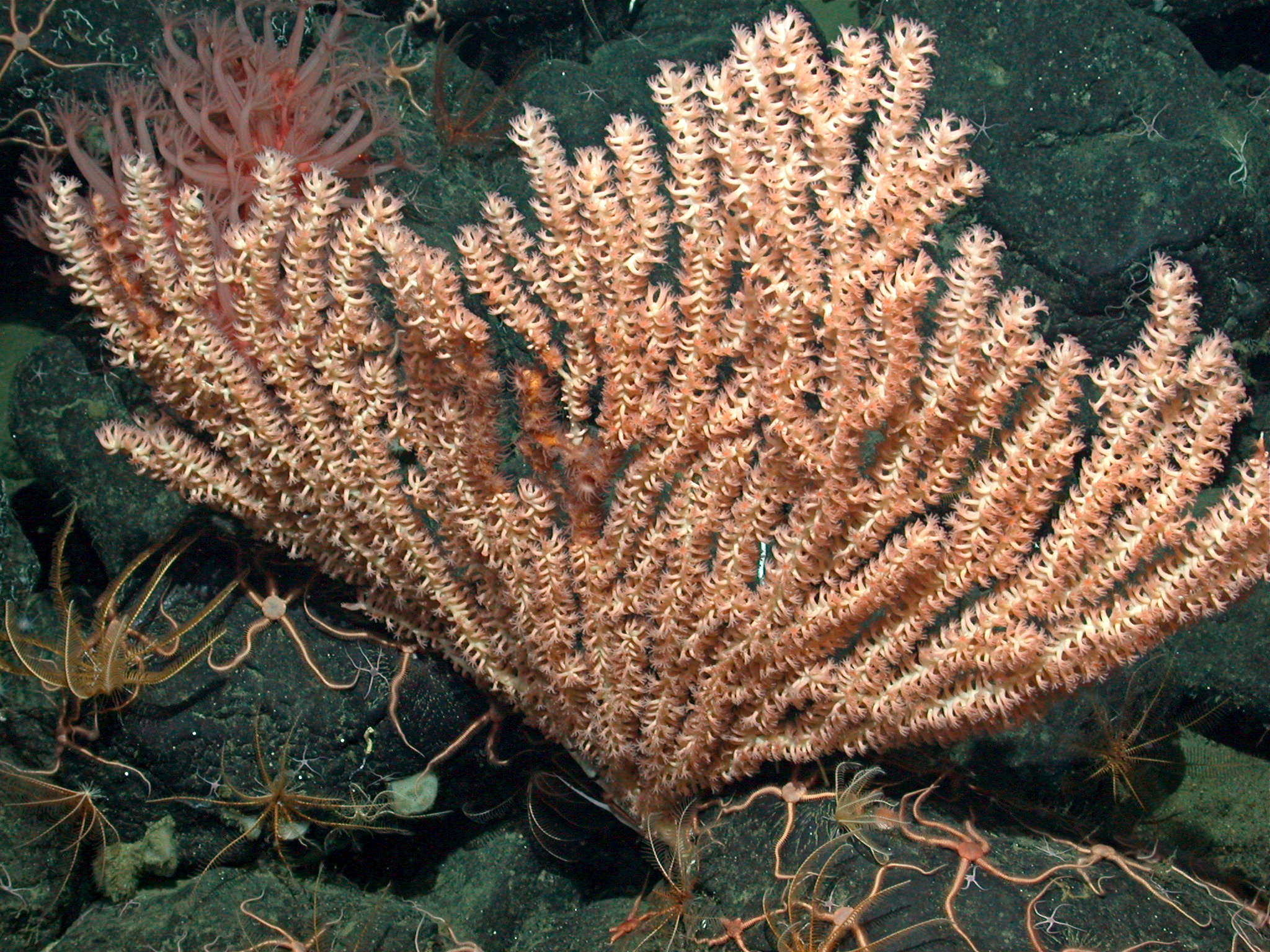 A fan of pinkish white bamboo coral attached to a dark rocky bottom
