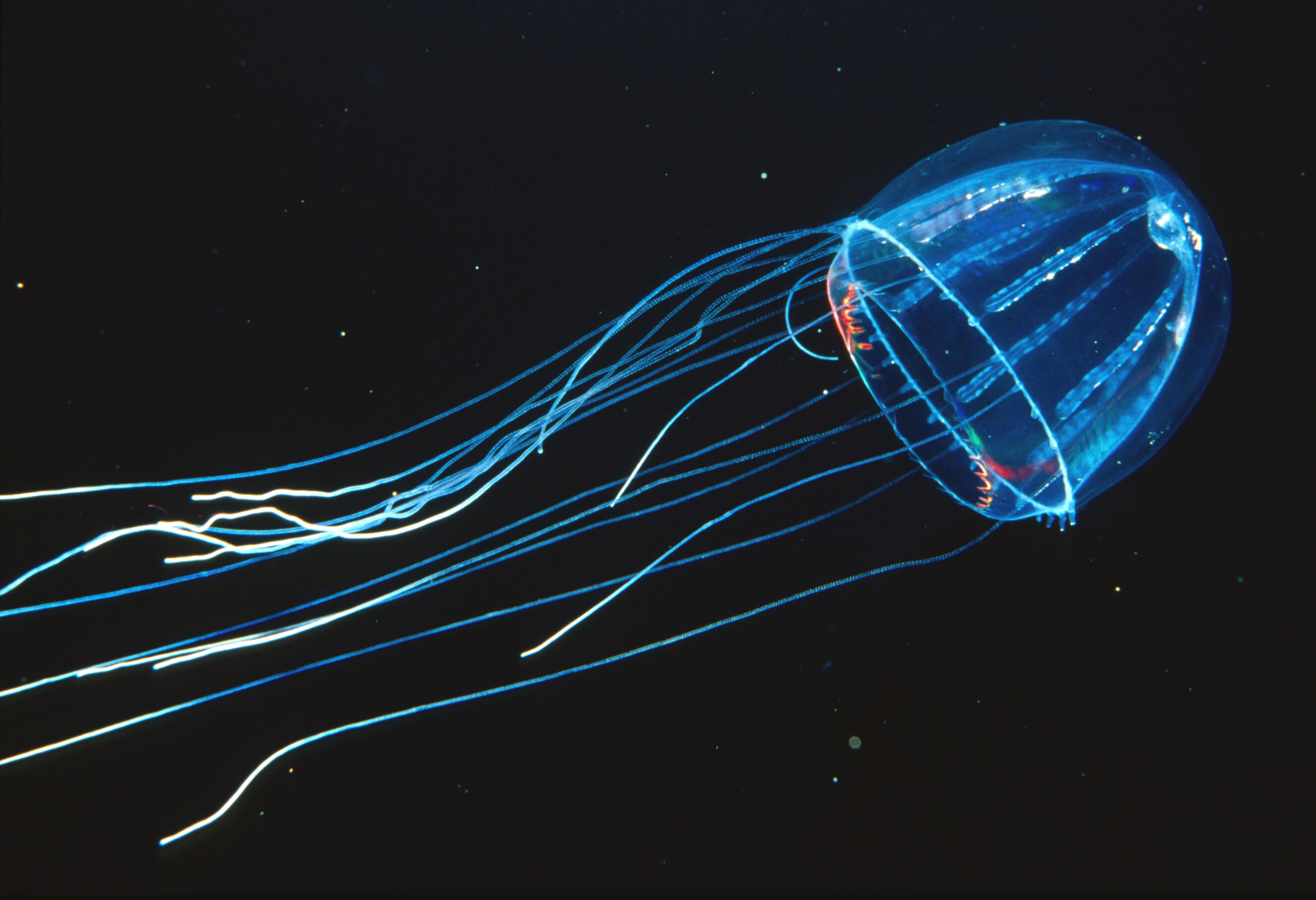 A midwater jelly floats in dark deep waters, with bioluminescent tentacles on display.