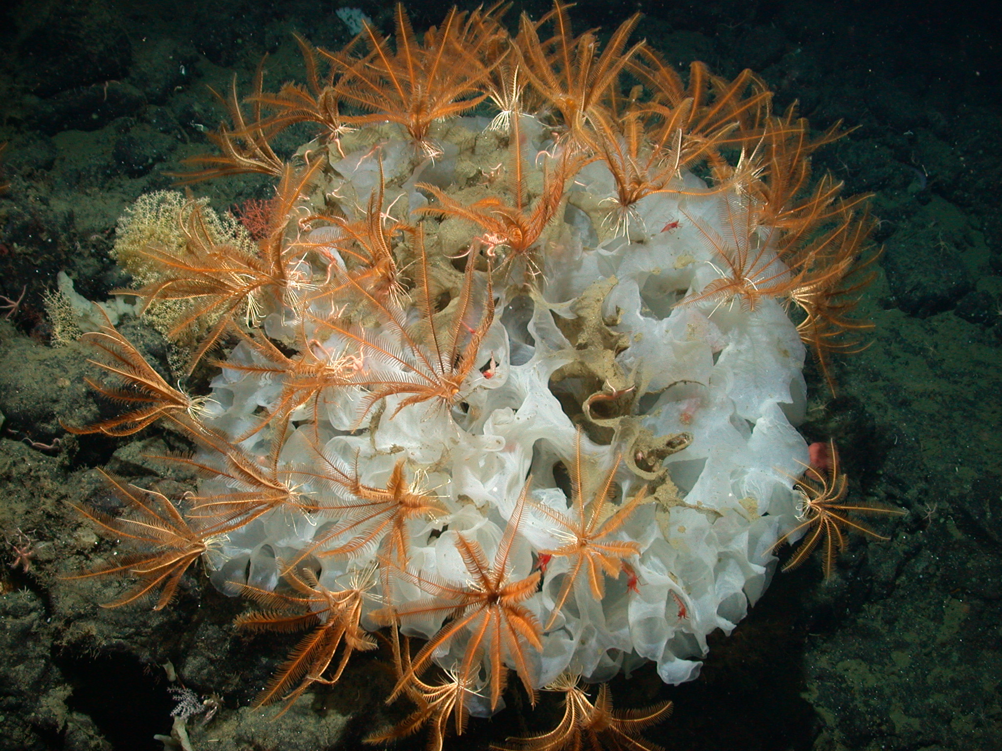 A white deep-sea glass sponge is covered with orange-colored feather stars