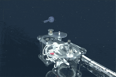 Animation of a ROV arm collecting a deep sea jelly