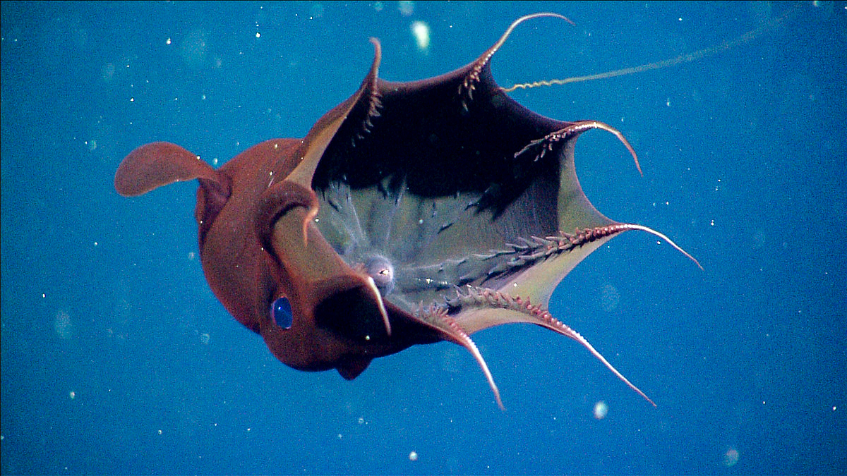 View of vampire squid from under webbed arms