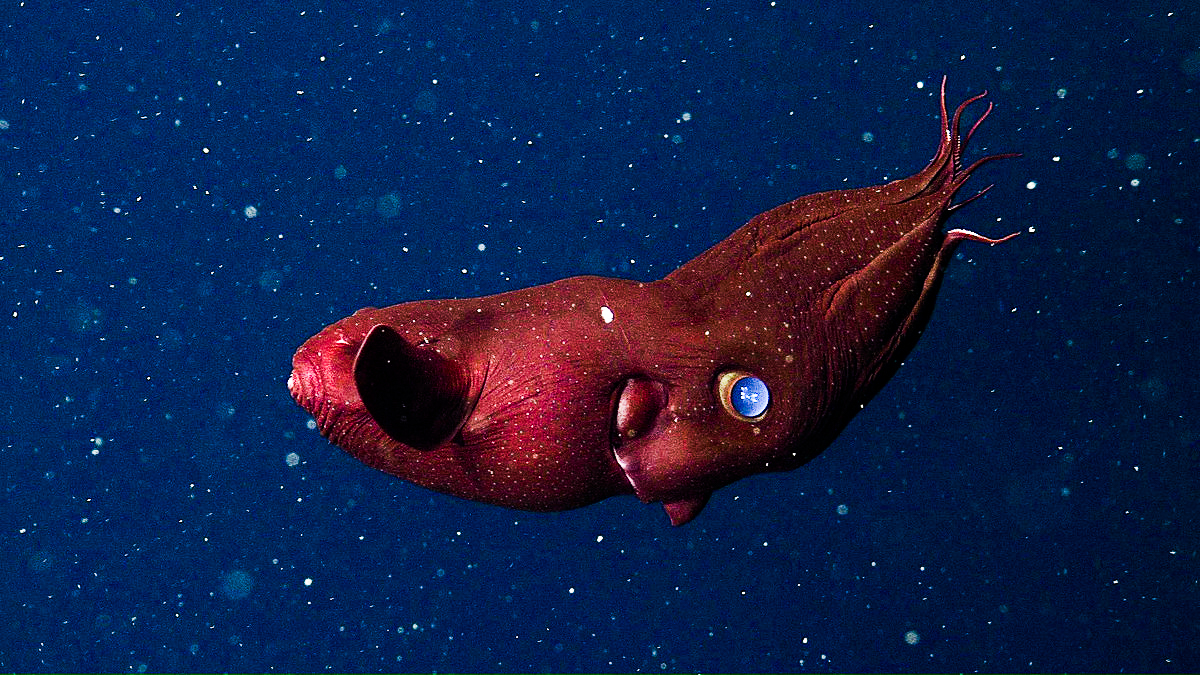 Side view of a vampire squid with inverted webbed arms
