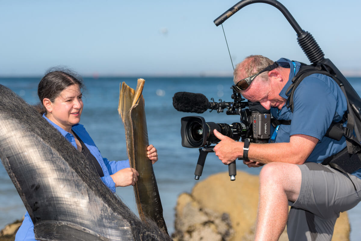 A woman standing in front of a whale baleen talking while man films her with large video camera
