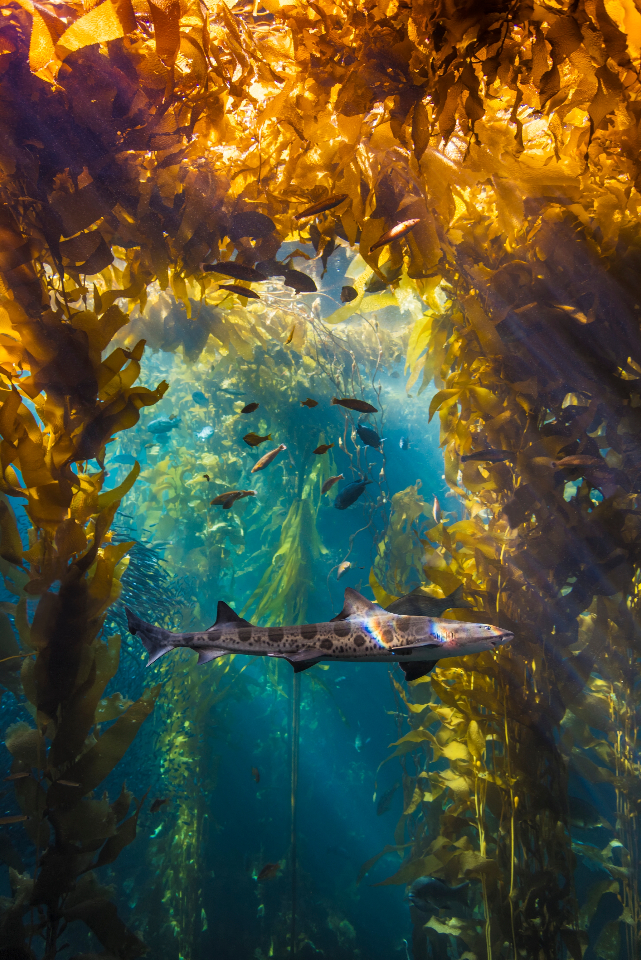 A leopard shark swimming in the Kelp Forest exhibit