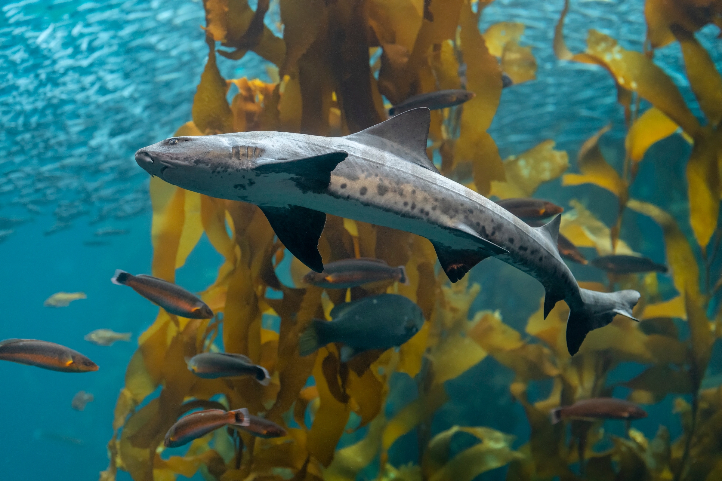 A leopard shark swimming in the Kelp Forest exhibit