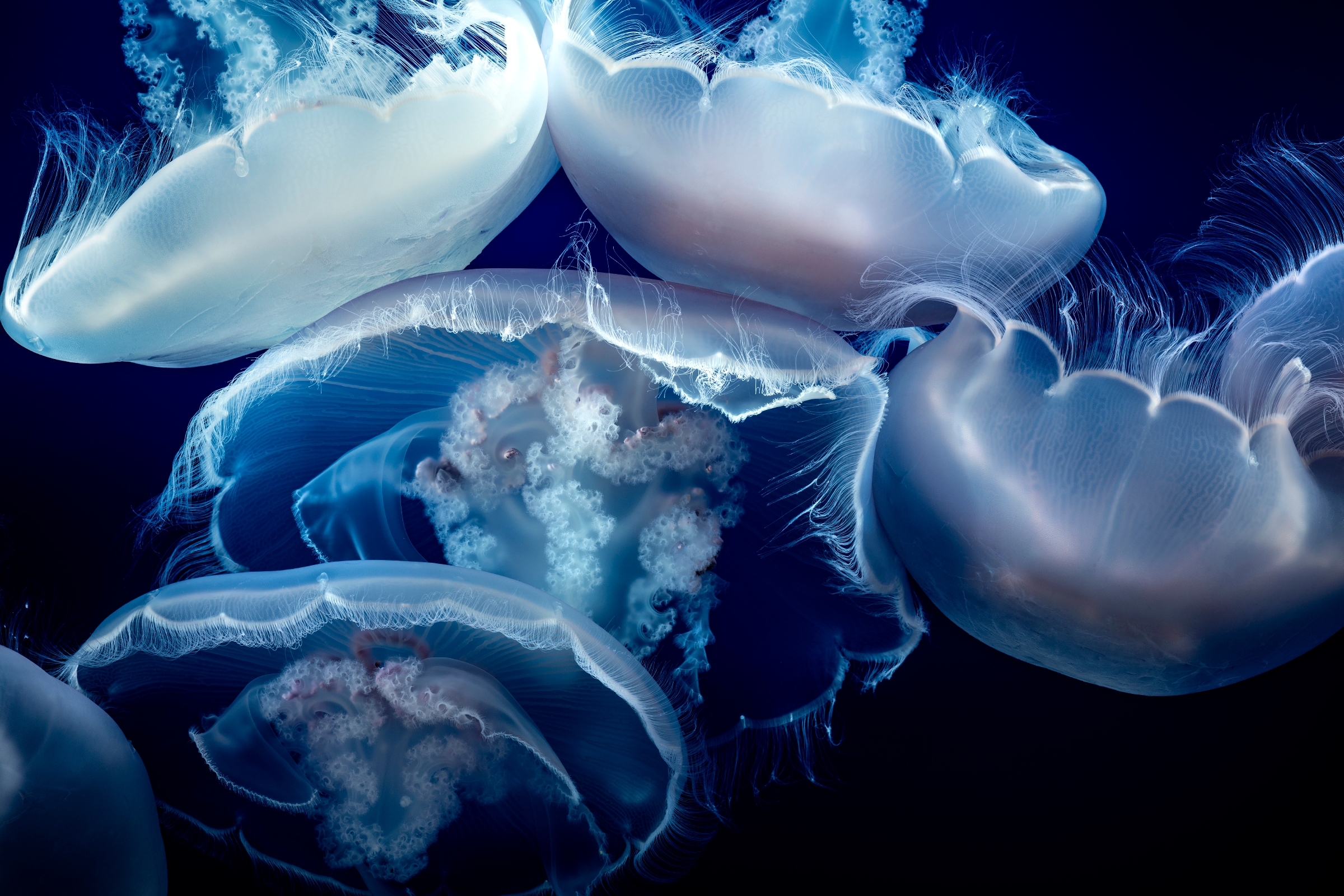 A close up of a moon jellies in the Open Sea exhibit