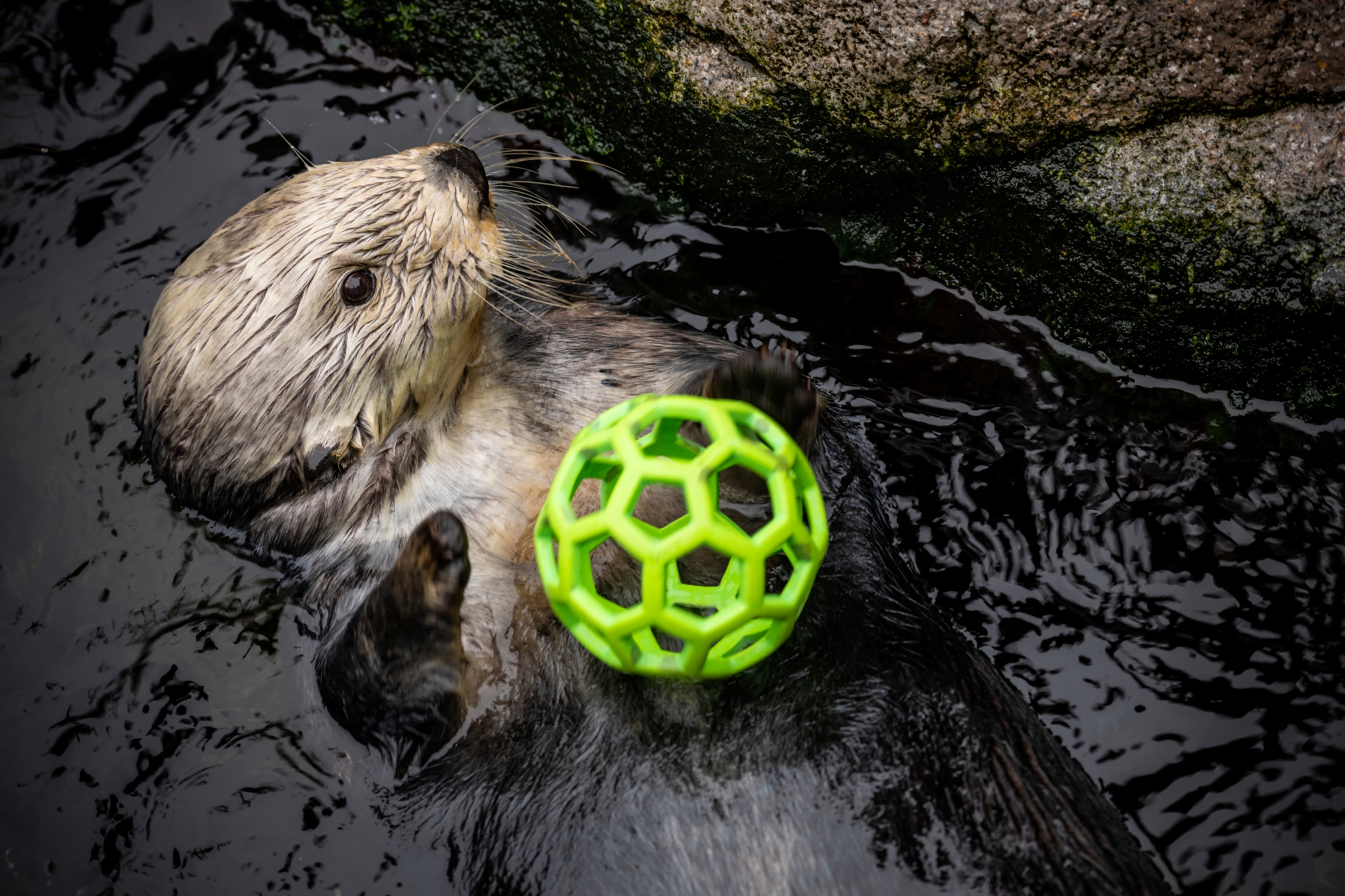 Southern sea otter Rosa interacting with an enrichment item in the Sea Otter exhibit. ©Monterey Bay Aquarium