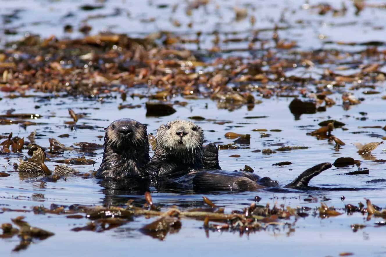 Wild southern sea otter mother and pup floating on their back in a bed of golden kelp