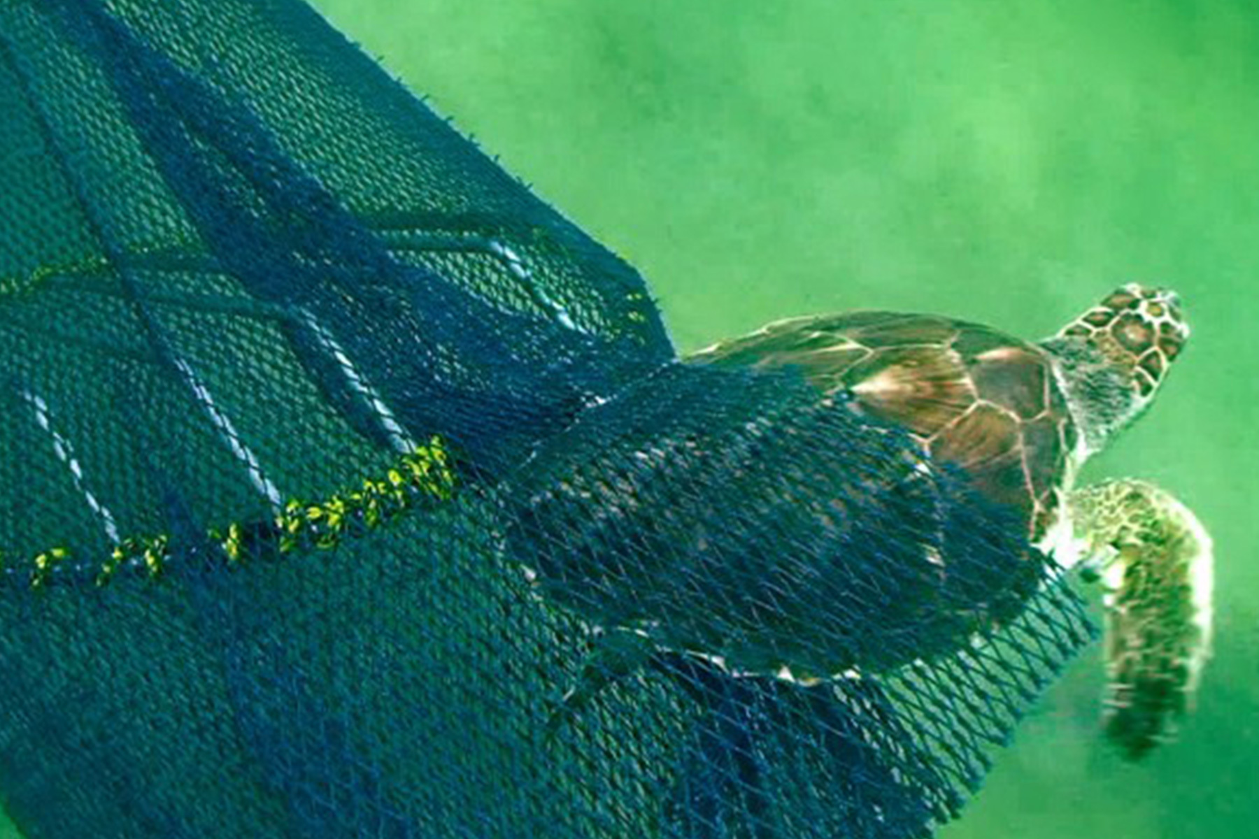 A loggerhead sea turtle escaping a fishing net with a turtle excluder device