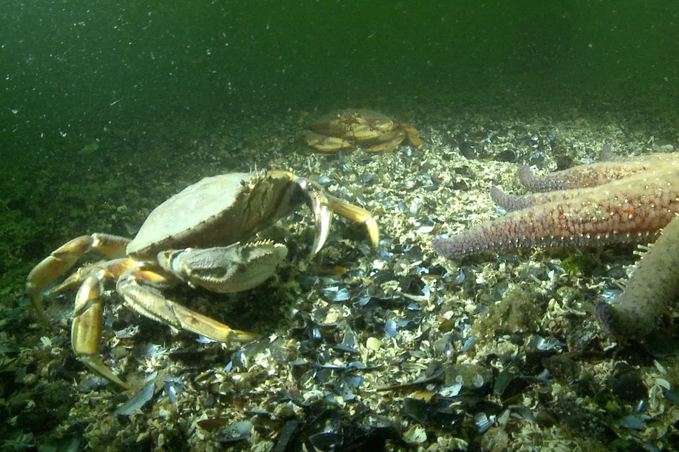 A Dungeness crab encounters a sea star on the ocean floor